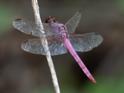 Orthemis ferruginea (Roseate Skimmer).jpg